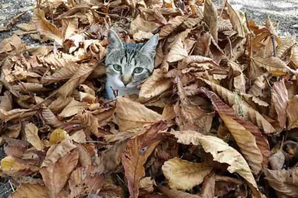 gatto in giardino