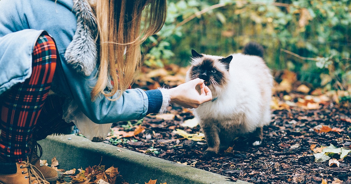 Alimentazione gatto d’autunno: i cibi consigliati per Micio durante questa stagione