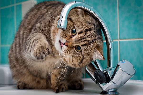 gatto cerca di bere dal rubinetto