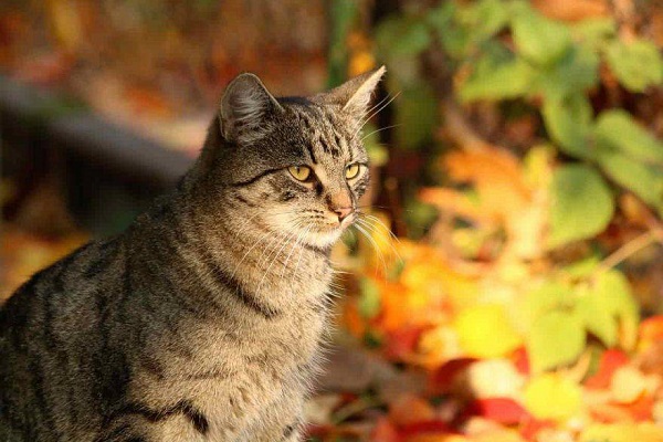 gatto tra le foglie in autunno