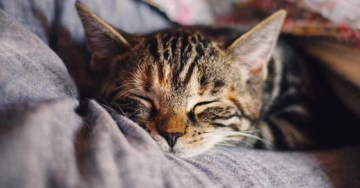 Alimentazione gatto d’inverno: i cibi consigliati per Micio durante questa stagione