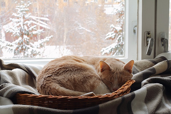 gatto dorme davanti alla finestra