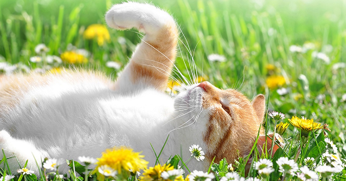 Alimentazione gatto in primavera: i cibi consigliati per Micio durante questa stagione
