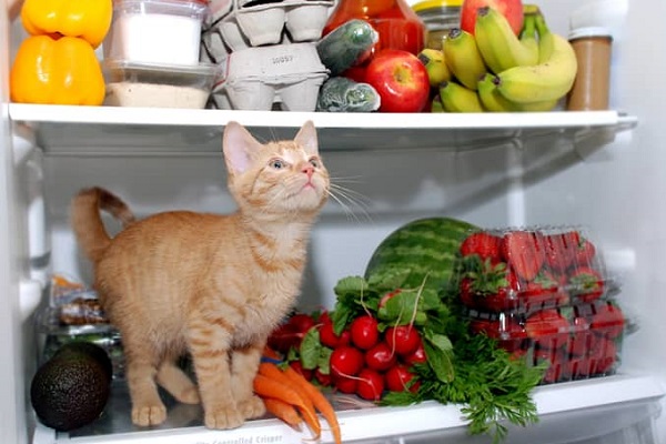 gatto in frigorifero