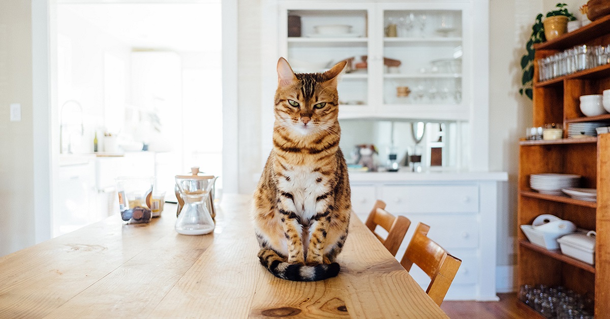 Alimentazione gatto d’estate: i cibi consigliati per Micio durante questa stagione