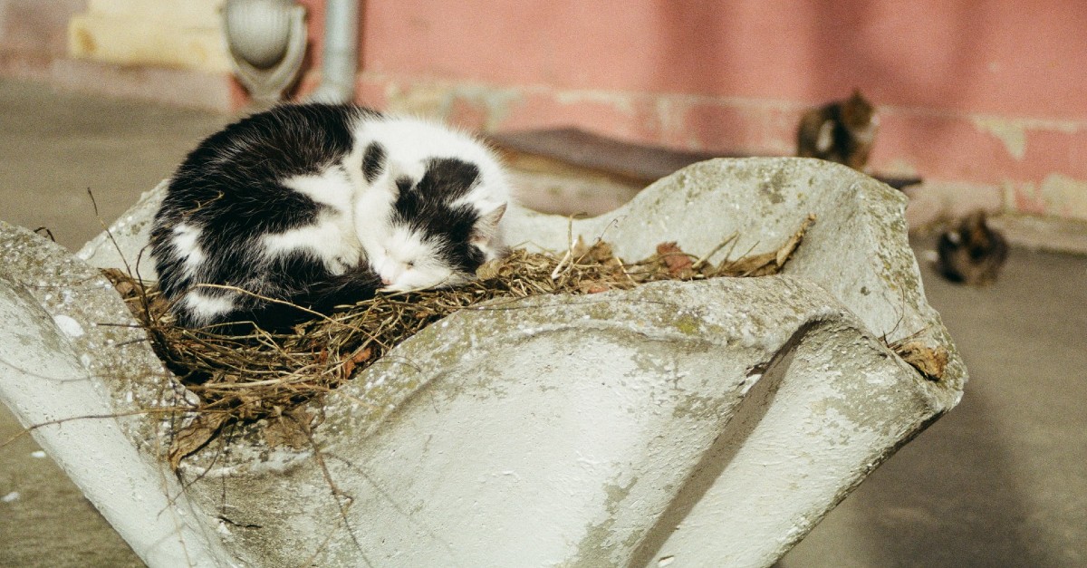 Perché i gatti nascondono la testa