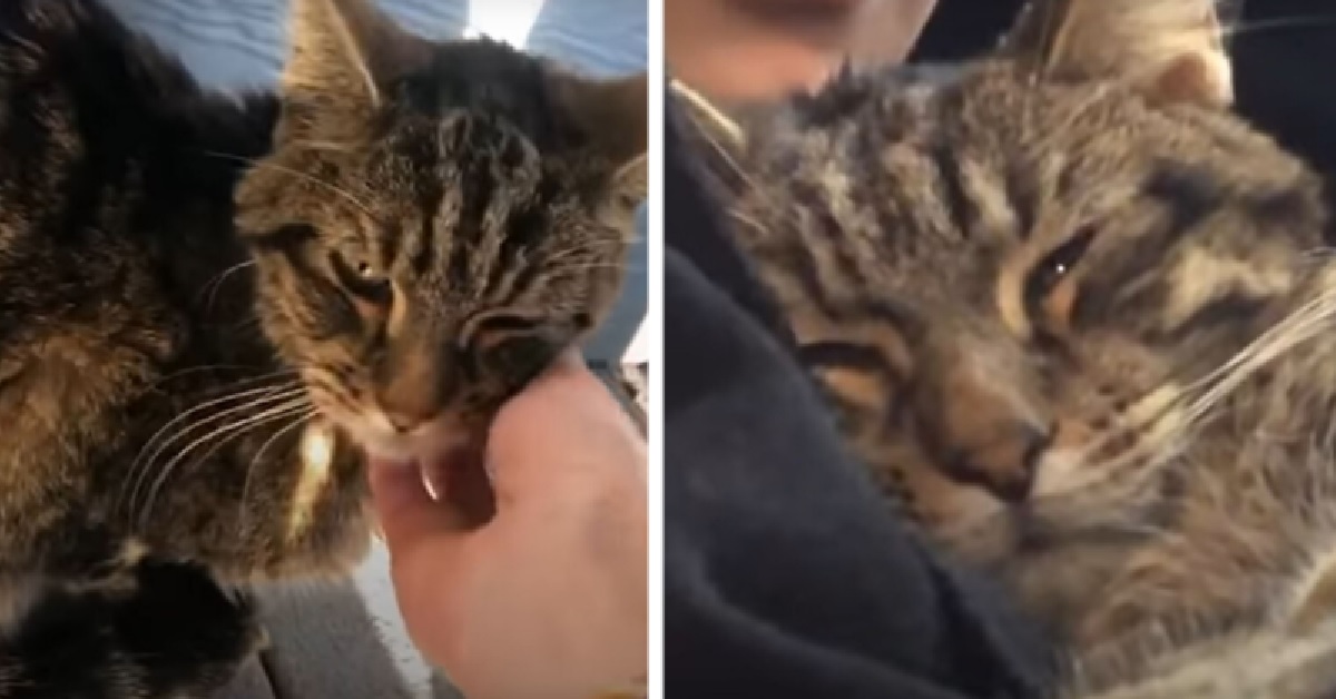 Amelia, la gatta randagia salvata grazie alle cure della nuova famiglia (VIDEO)