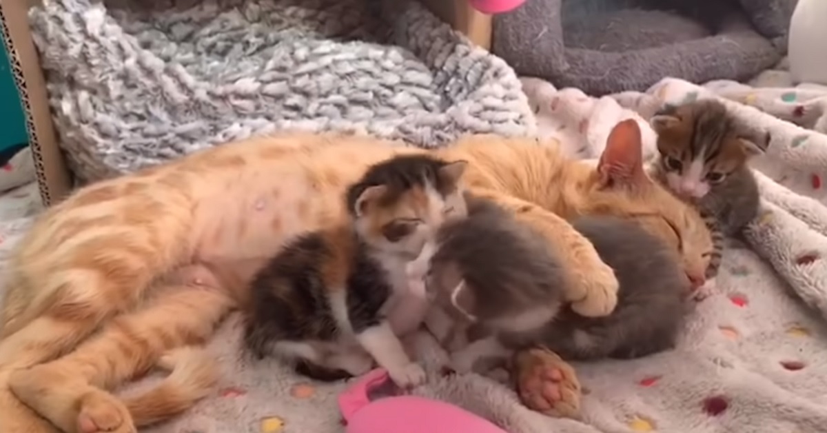 Annie, la gattina randagia che adotta 3 piccoletti come suoi figli (VIDEO)