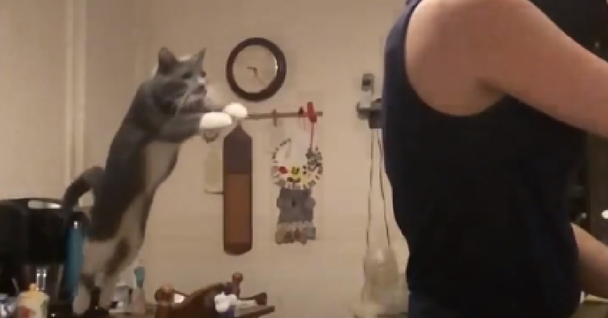 Anya, la gatta che adora saltare sulla schiena della proprietaria (VIDEO)