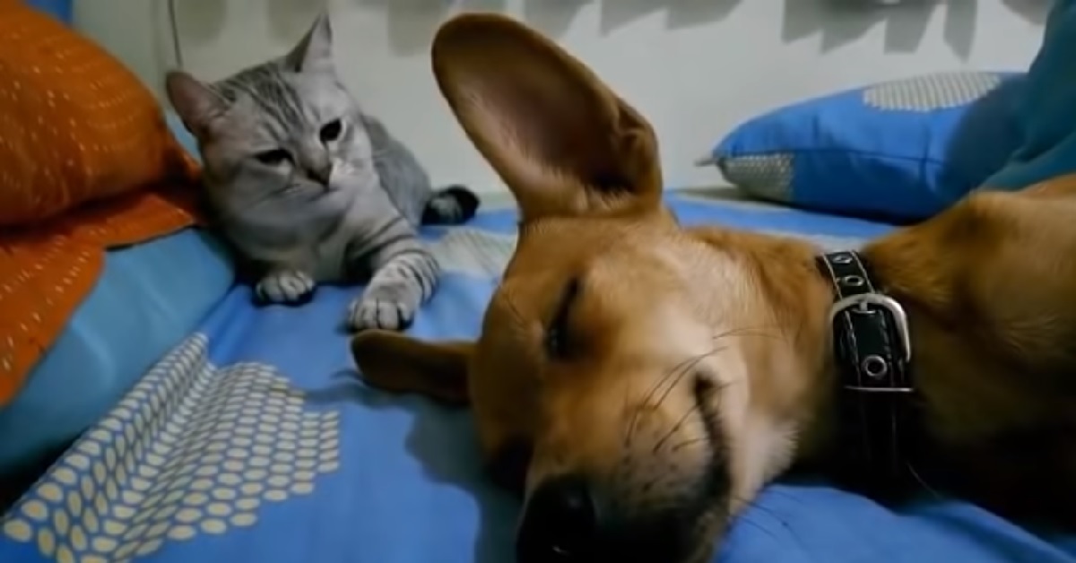 Betty, la gattina colpisce il cane che sta dormendo (VIDEO)