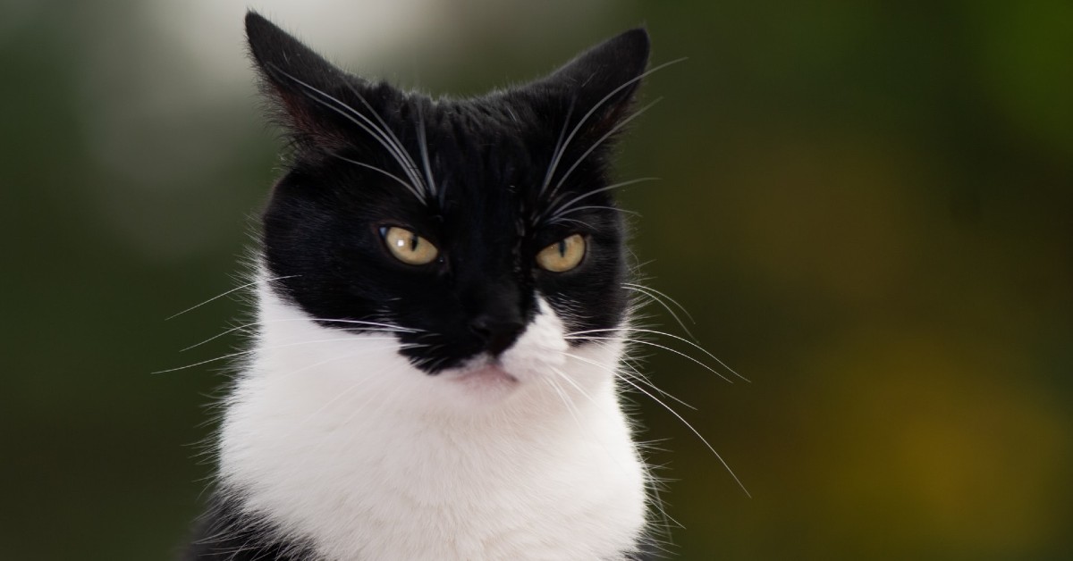 come capire se il gattino è arrabbiato