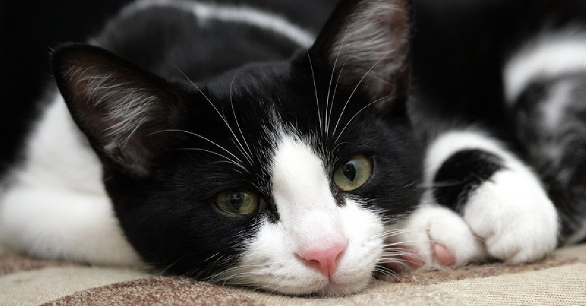 Bojangles, il gattino che si è presentato da solo al suo proprietario (VIDEO)
