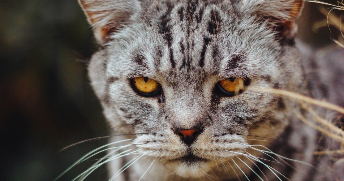 come capire se il gattino è arrabbiato