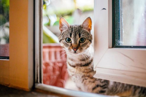 gatto che vuole entrare in casa