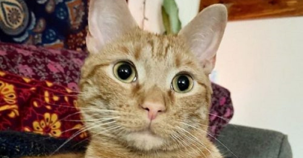 Carrot, il gattino che ama fare i dispetti quando il frigorifero è aperto (VIDEO)
