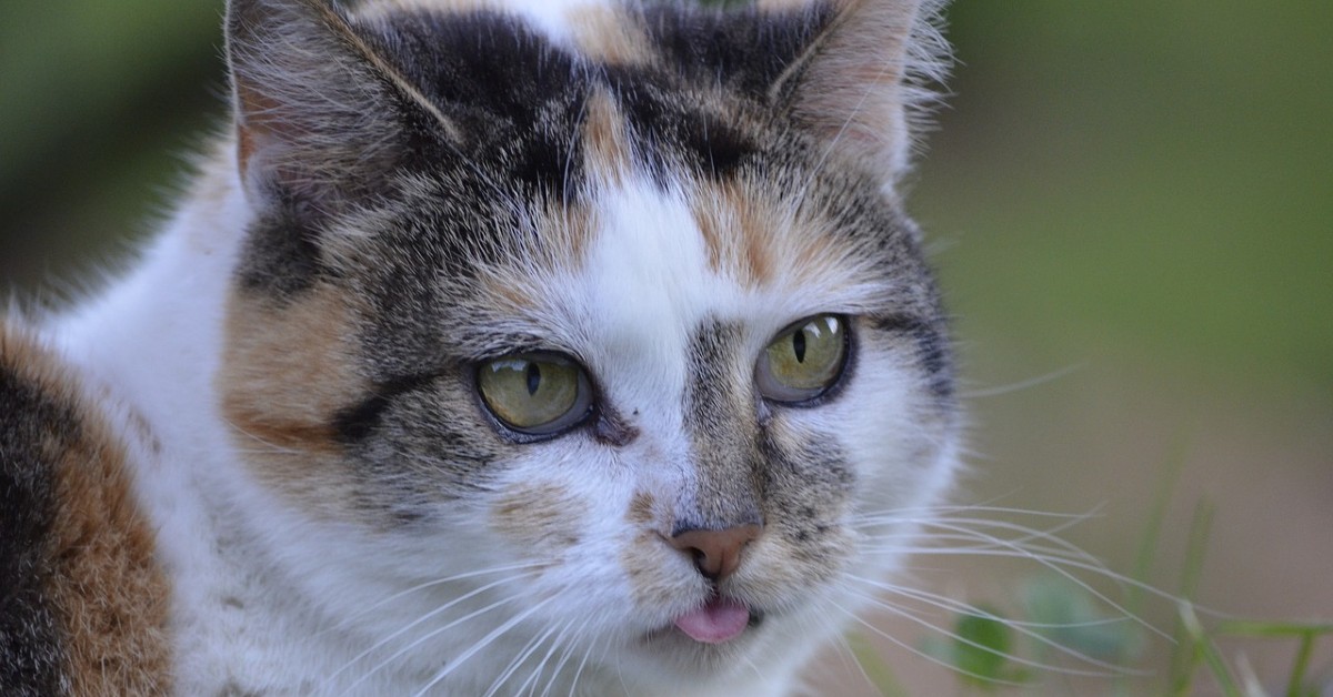 Perché i gatti sbavano quando fanno le fusa