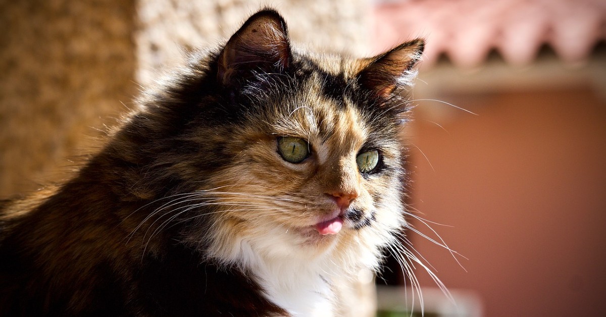 Perché i gatti sbavano quando fanno le fusa