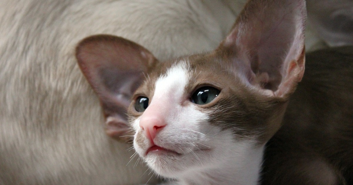 Cuccioli di Gatto Orientale, come pulirli: dal pelo al musino, tutti i passaggi