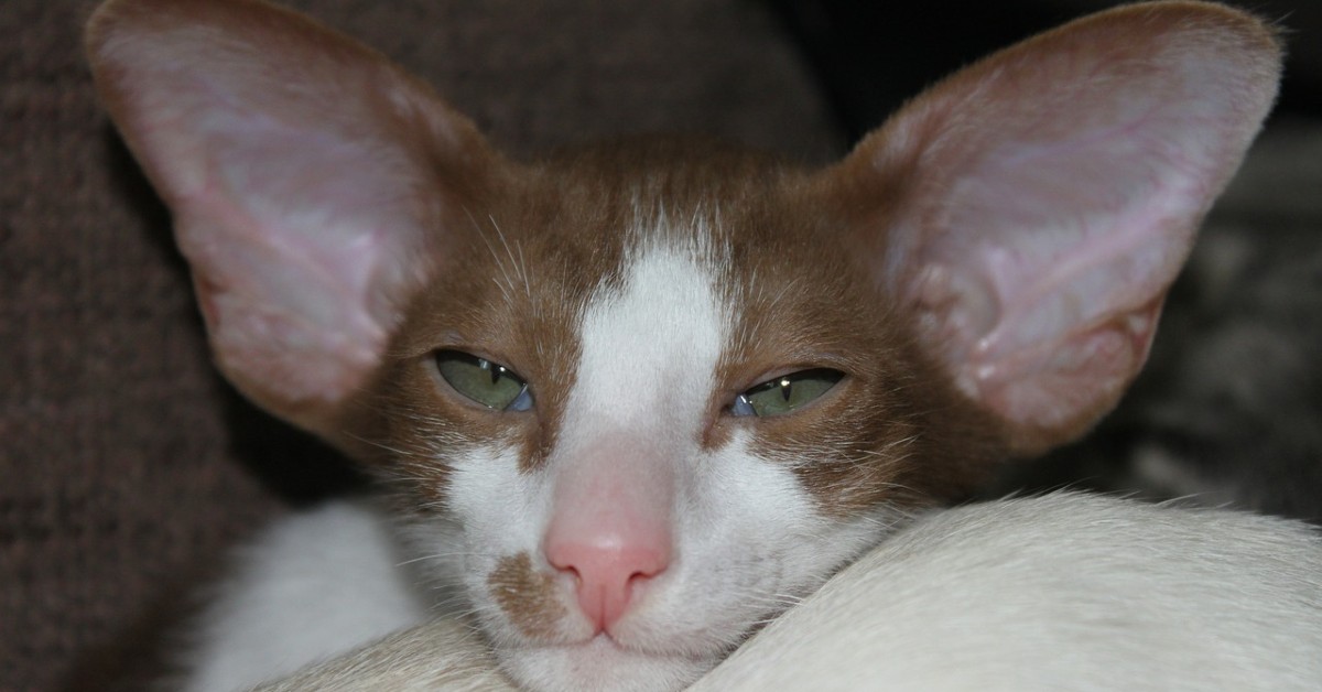 cuccioli di gatto orientale come pulirli