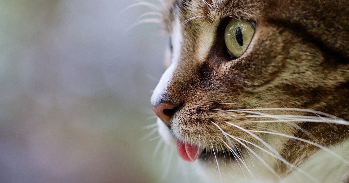 Perché i gatti sbavano quando fanno le fusa