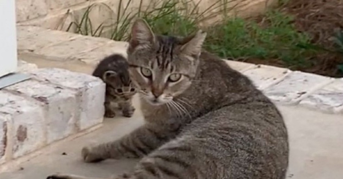 Cheese, la gattina randagia che ha affidato il suo piccolo ad una famiglia speciale (FOTO)