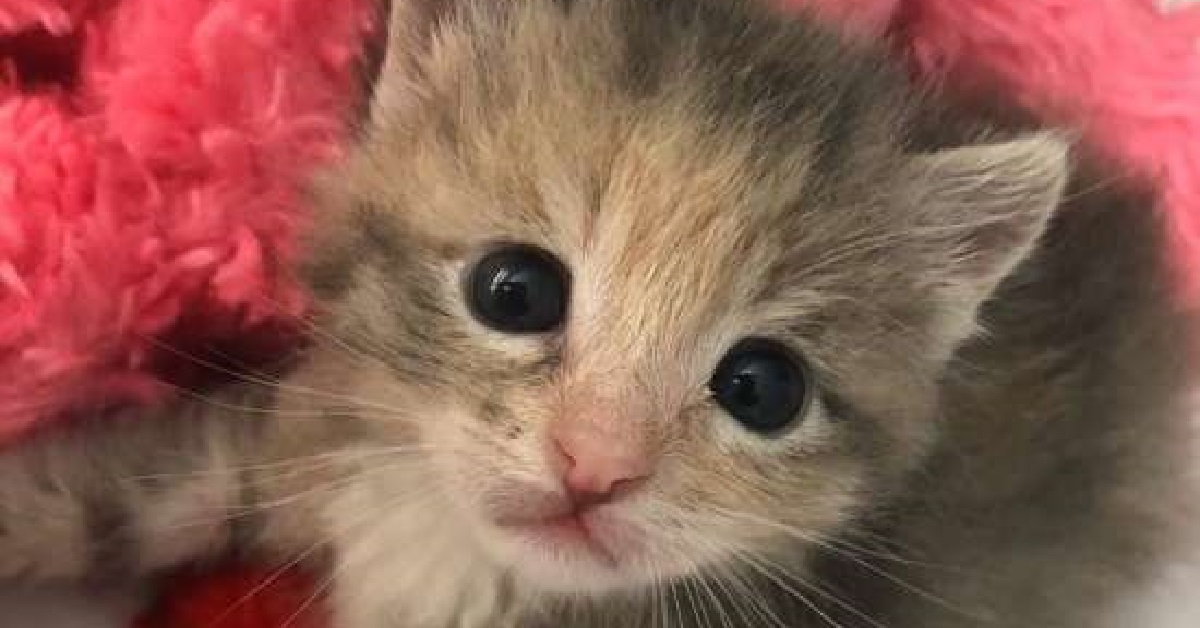Chickpea, la gattina appena nata salvata fra le strade di Los Angeles (VIDEO)