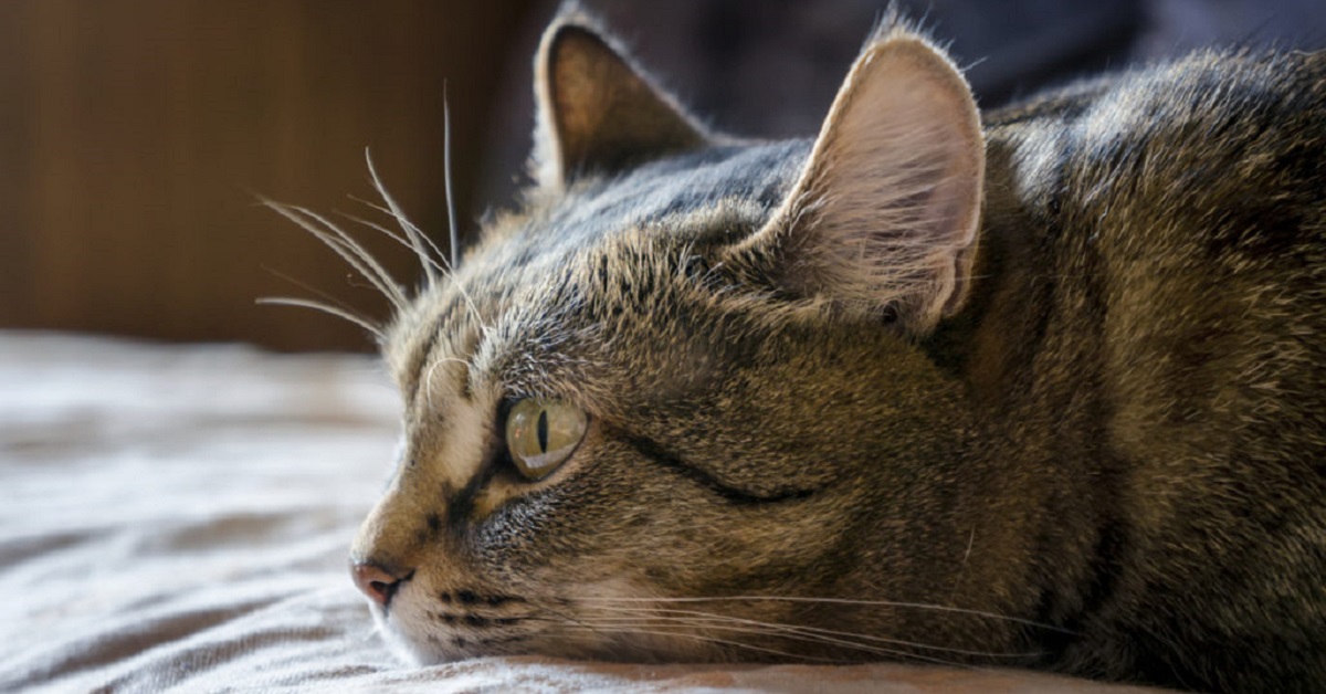 Cibi da dare al gatto quando vomita: gli alimenti sicuri per far stare bene Micio