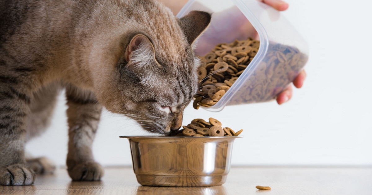 Cibi ipercalorici per gatti, elenco di alimenti utili a farli ingrassare
