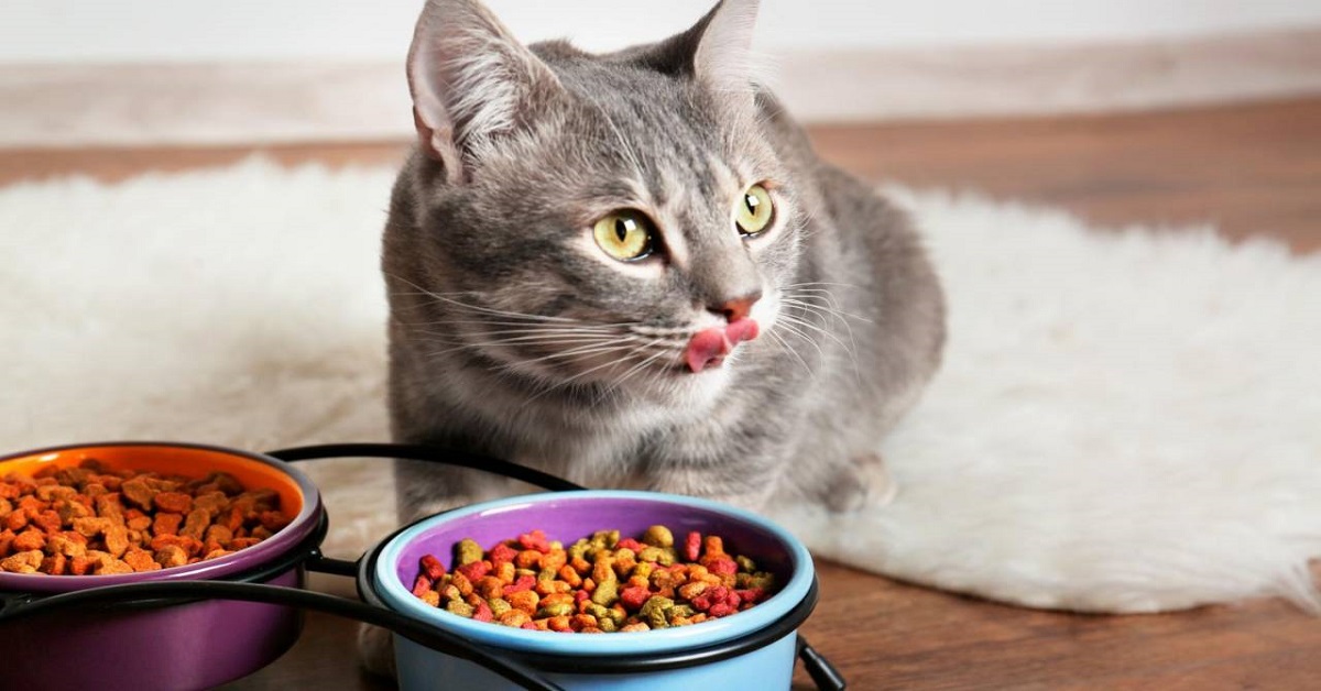 Cibi per rinfrescare il gatto: tutti gli alimenti per tirare su Micio con il caldo
