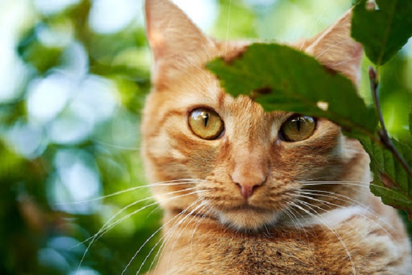 gatto rosso in giardino