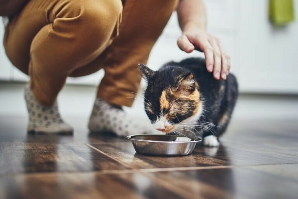 gatto che sta mangiando