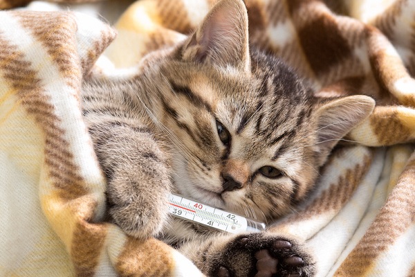 gatto con l'influenza