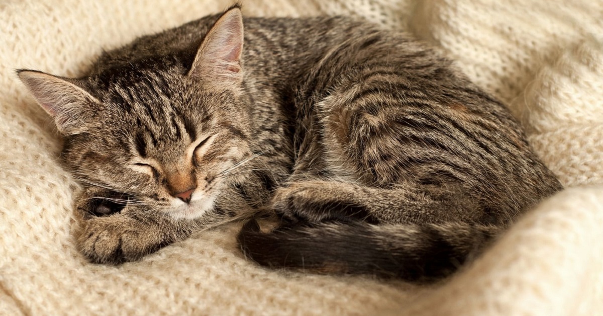 Cibi per riscaldare il gatto: gli alimenti che possono aiutare Micio con il freddo