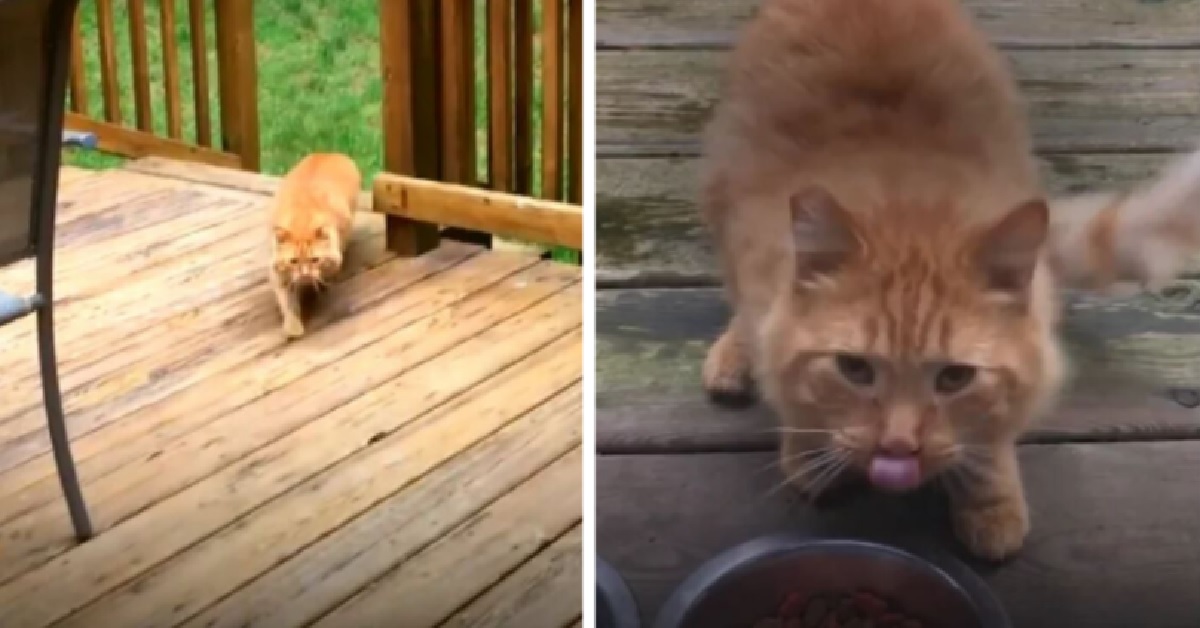 Cinnabon, il gattino randagio che decide la casa nella quale vivrà (VIDEO)