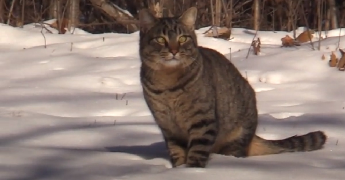 Clarence e Midnight, due gattini salvati nella neve (VIDEO)