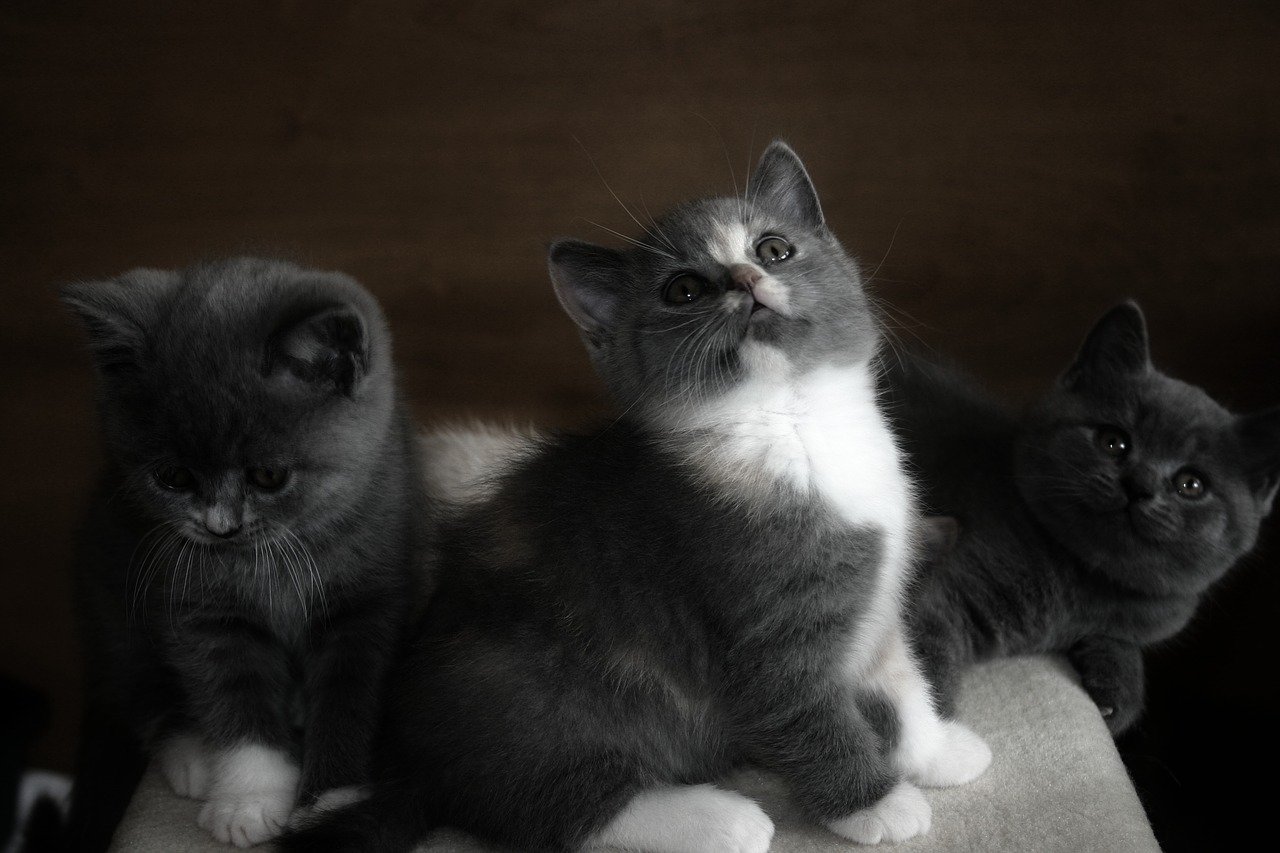 cuccioli di gatto giocano insieme