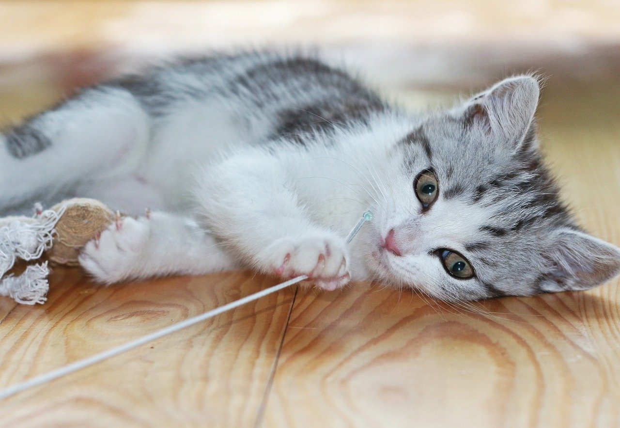 cucciolo di gatto gioca