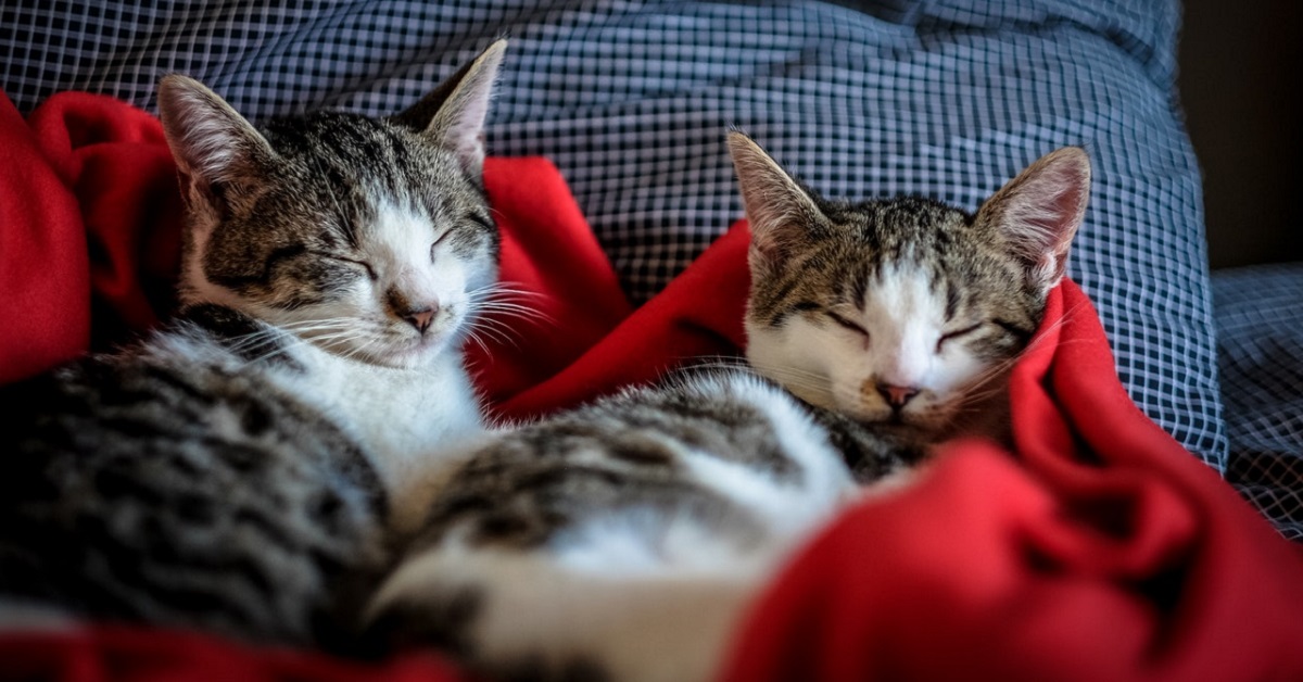gattini fra le coperte