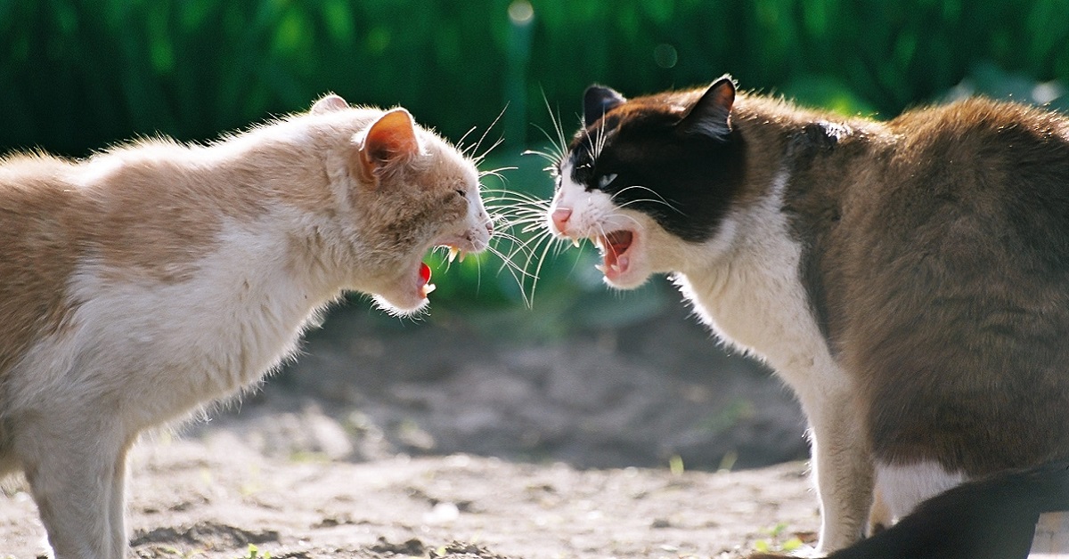 gatti randagi che litigano