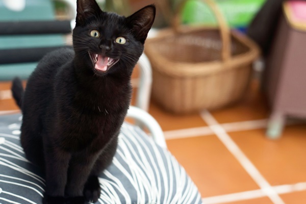 gatto nero che miagola