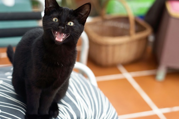 gatto nero che miagola