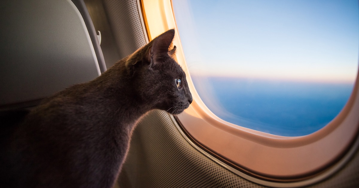 Compagnie aeree che accettano gatti: quali sono e quali sono le regole da seguire