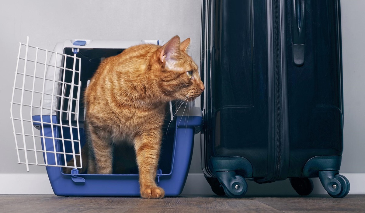 gatto arancione nel trasportino