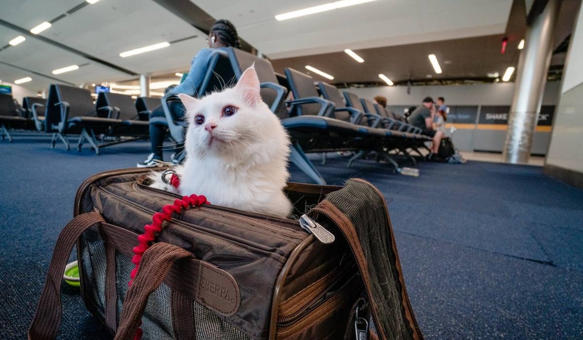 gatto in aeroporto