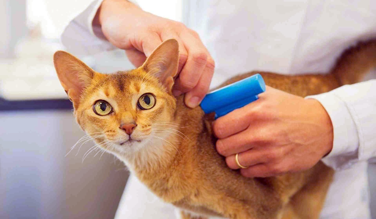 gatto con il microchip