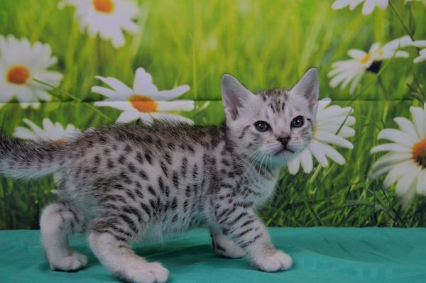 cuccioli di Ocicat