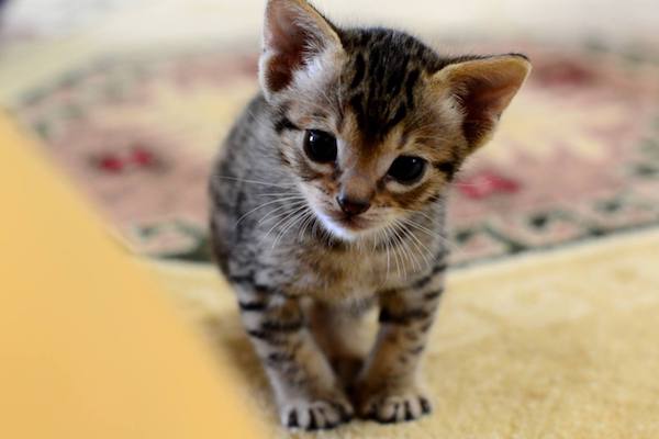 cuccioli di Ocicat