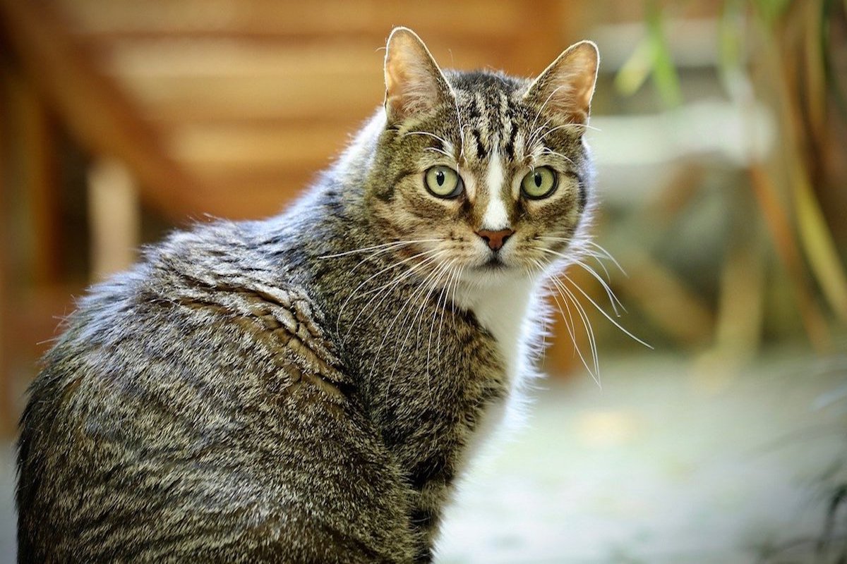 gatto europeo dagli occhi grandi