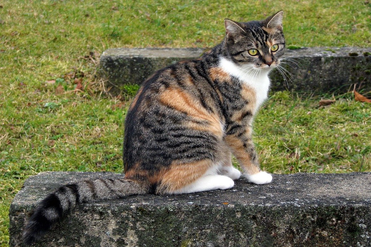 gatto europeo pelo nero e arancio