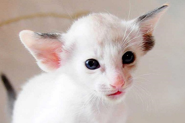 gattino bianco con occhi scuri
